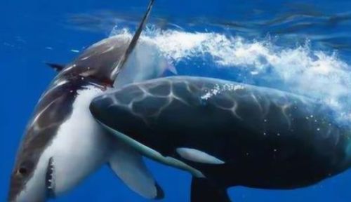 为什么鲨鱼遇到虎鲸,会一动不动任其撕咬 答案你肯定没想到