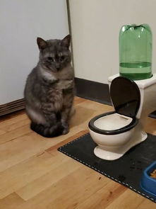 猫喜欢喝马桶水,于是给它买了个迷你马桶饮水器后 猫 没内味儿了