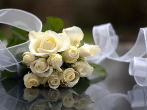 白色玫瑰的花语和象征 白玫瑰一般送什么人