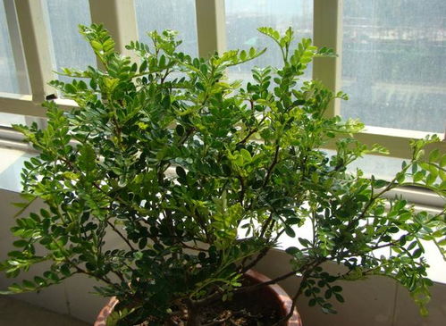 网红 盆栽胡椒木,不但有 颜值 ,还能净化空气驱蚊提神