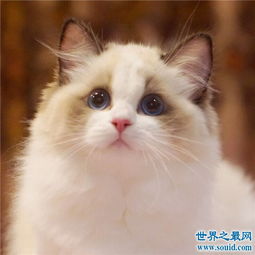 世界上十大最漂亮的猫品种,加菲猫实在是憨态可掬 