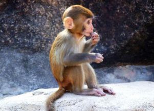 属猴人, 命里最苦 的出生月份,在忙也得看完 