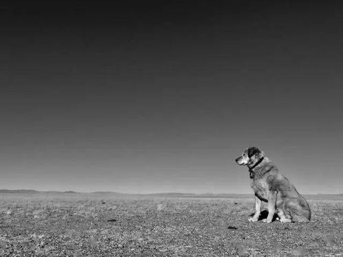 无人区发现流浪狗,两天追车90公里,它真的不是一般狗
