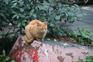 一日吸猫,终身想猫,南京大学鼓楼校区是你不可错过的吸猫圣地