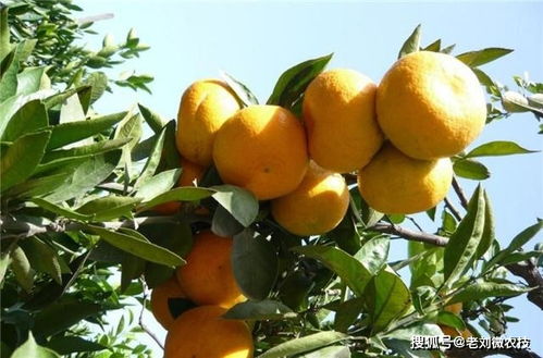 现在种植柑橘赚钱吗 柑橘的市场前景和利润一起了解下
