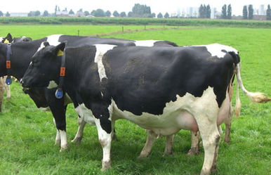 一头牛能卖几万 一头奶牛价值几万