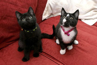 英国两只小猫被取名信贷紧缩