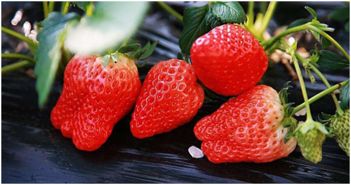 说到哪里的冬草莓最好吃,成都人民第一时间想到