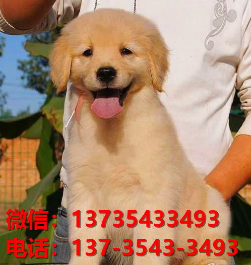 纯种金毛犬大头版黄金猎犬贵州贵阳犬舍宠物狗狗市场在哪卖狗地方
