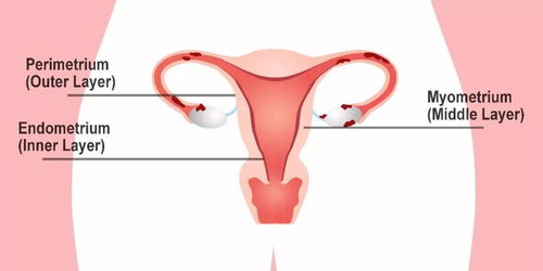 试管期间子宫内膜比较薄为什么会影响胚胎着床吗？