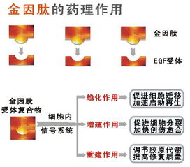 深圳市华生元基因工程发展有限公司 