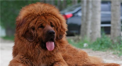 中国藏獒最厉害 下面这只狗不惧任何东西,曾是用来打仗的