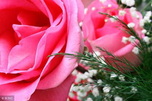 他说见过玫瑰的男人很难再爱上路边的野花(见识过玫瑰又怎么轻易爱上野花)