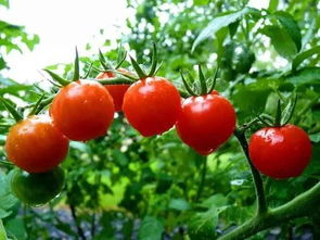 种植课堂:番茄叶片发生卷曲的原因,西红柿叶小而且卷曲