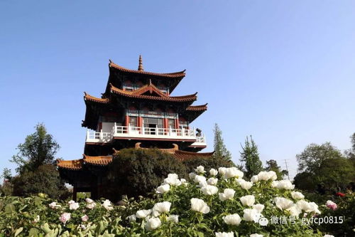 洛阳牡丹花会带玩转王城公园,这里是洛阳最早的观花圣地