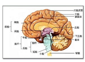 大脑与智商的关系