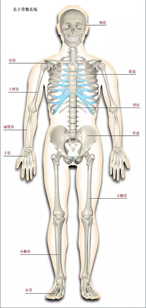 人体骨骼系统,建议大家收藏 