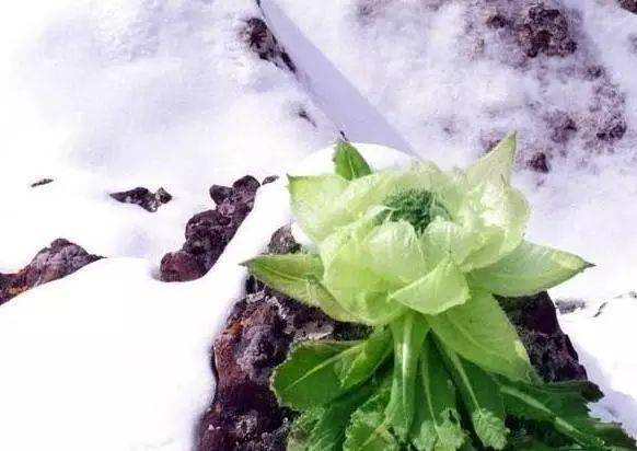 天山雪莲,五年一开花