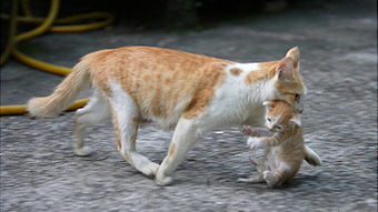 关于猫打架和小猫的冷知识，母猫和小猫打架为什么