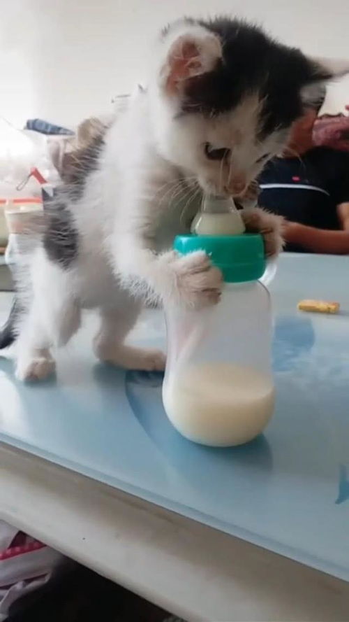 小猫等不及主人喂奶,自己抱着奶瓶喝,网友 猫为了吃什么都干