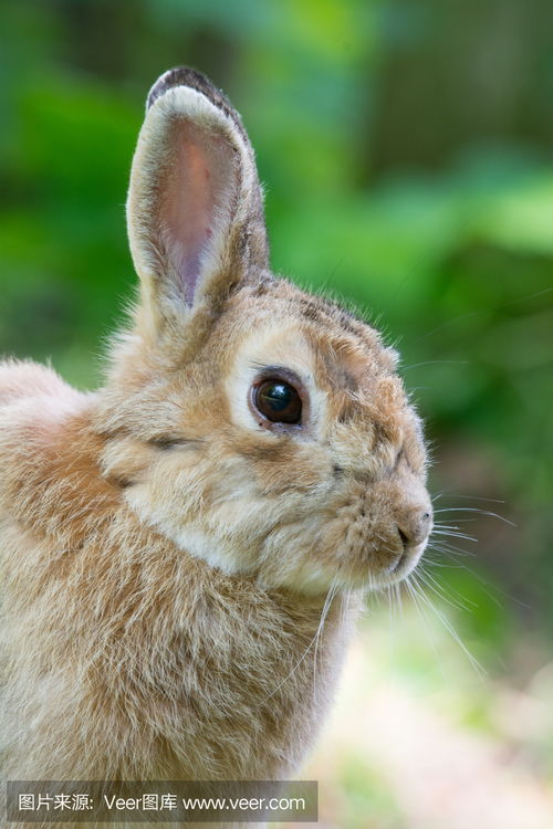 欧洲野兔European wild rabbit photo 