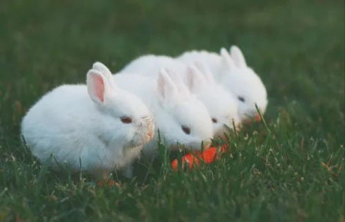 兔子趴着不动没精神不吃东西（兔子球虫病粪便图片）