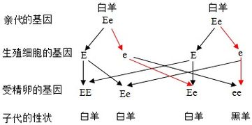 小梅家喂养了一只公白羊和一只母白羊,已经繁殖几次了,每次生下的小羊既有白羊也有黑羊 小梅运用所学生物知识对羊的遗传现象进行了推断,其中不正确的是 初中生物 