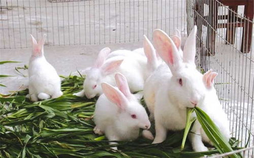 如何养殖垂耳兔,要知道它们的生活习性,繁殖起来也很容易