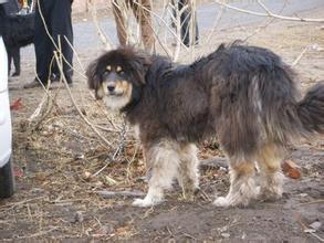 青龙犬图册 