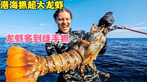 在漂亮的海域潜海抓大龙虾,大家就看这龙虾大不大,好不好抓