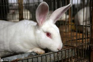 养殖兔子过程中常见的几种问题 有经验的农户都这样解决 