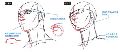 动漫人物脸部轮廓不好画 脸部轮廓该怎么画