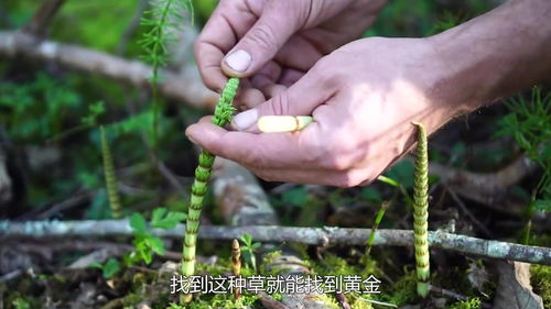 黄柏树种子（黄柏树种子：种植、繁殖与用途）