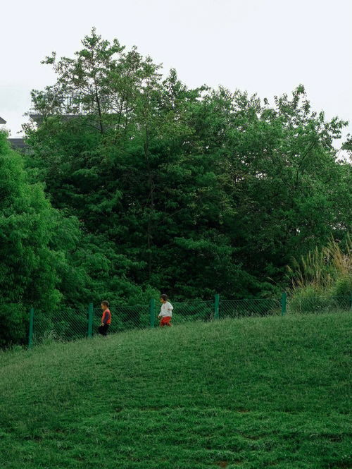 贵州贵阳阅山湖 狗狗可以自由玩耍的公园 