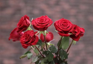送女朋友花什么颜色好,1. 红色玫瑰：红色玫瑰是浪漫的象征，通常被视为爱情和激情的象征