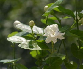 茉莉花开放一般是在什么时间 