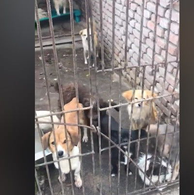从狗肉店里救了一只萨摩耶,自以为是帮助了狗狗,却被网友怒骂