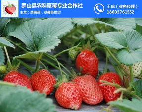 草莓苗怎么种(种植方法详解)