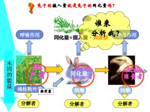 高中生物必修三生态系统的能量流动 一只兔子吃完草后还未消化就被狼吃了，狼粪便的能量是来自兔和草所同化的能量吗？