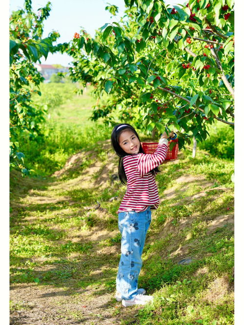 今天的快乐是摘樱桃给的 南京周边摘樱桃 