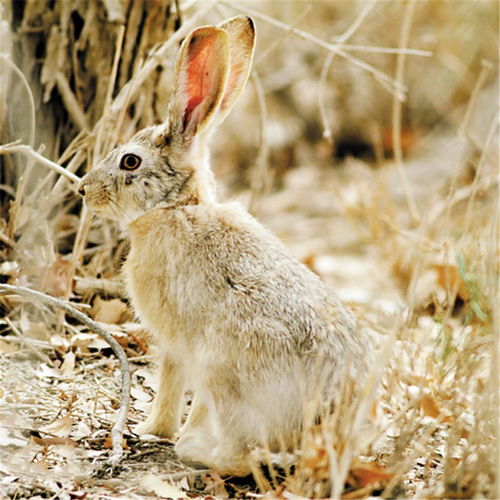 珍稀野兔在罗布泊挖洞做窝,耳朵长10厘米,可以听到远距离声响