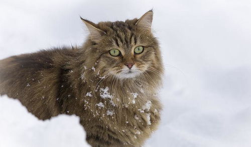 俄罗斯国猫 西伯利亚森林猫
