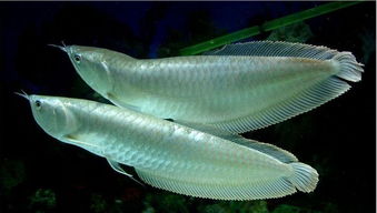 养银龙鱼怎么换水？