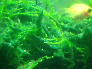 鱼缸长绿藻怎么办