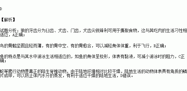 下列关于动物形态结构特点与功能的叙述中.不正确的是 A.狼的犬齿发达.与其肉食性的生活习性相适应B.鸟的骨骼轻.薄.长骨中空.可减轻体重.利于飞行C.鱼的身体呈梭形 