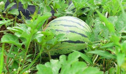 西瓜早熟品种与中晚熟品种的区别是什么 西瓜有哪些生长习性
