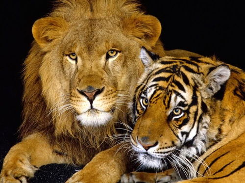 老虎和狮子单打独斗谁能赢