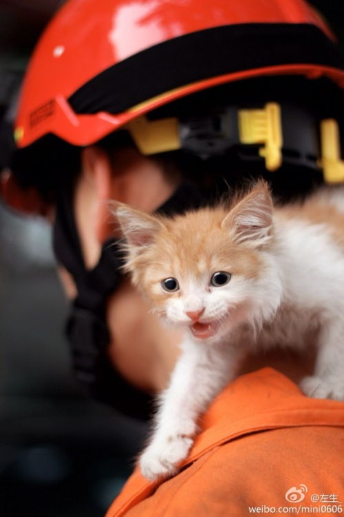 萌猫硬汉 组合 消防员爬树救猫照暖人心 