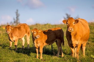 犊牛养殖要点和管理方法,牛犊一天喂几次奶长得快