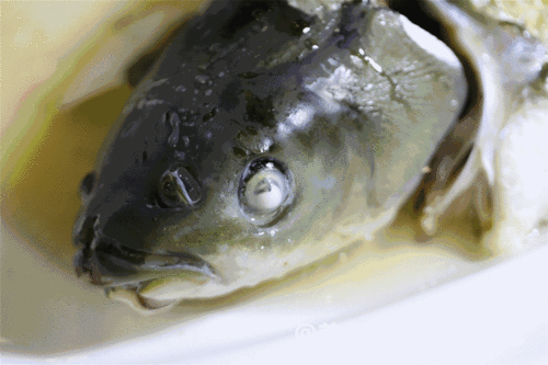 淡水鱼生能吃吗